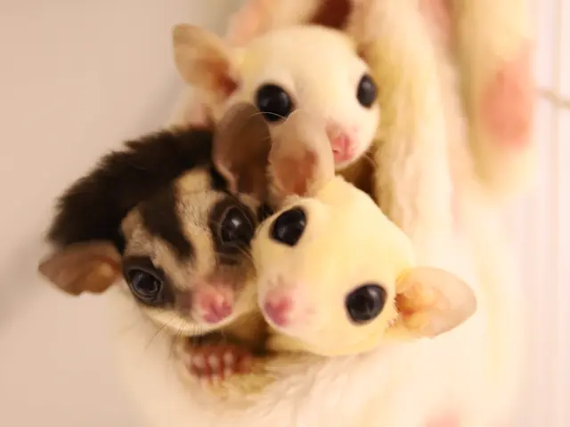 うちの子がいちばん！＾＾営業時間・対応地域外相談可◎サービスの画像