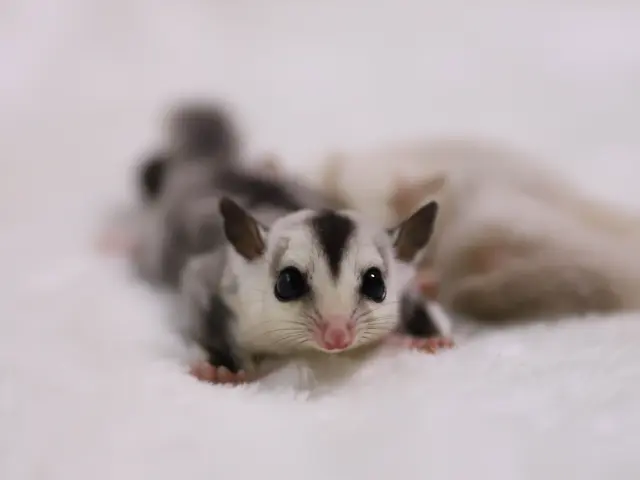 うちの子がいちばん！＾＾営業時間・対応地域外相談可◎サービスの画像