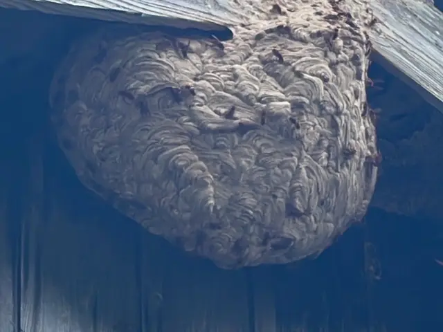 ★蜂の巣駆除★ 年内保証付き　アシナガバチ、スズメバチ対応サービスの画像