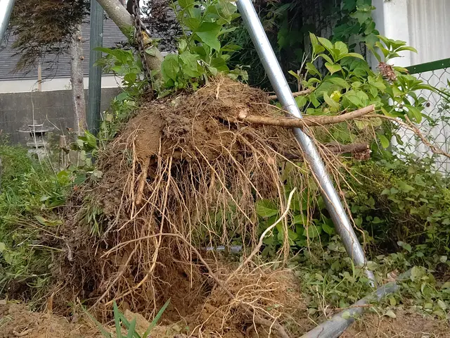 ◆お庭の伐採、抜根をしませんか    お庭がスッキリ気分最高！サービスの画像