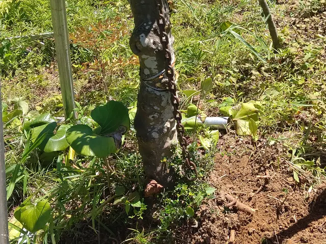 ◆お庭の伐採、抜根をしませんか    お庭がスッキリ気分最高！サービスの画像