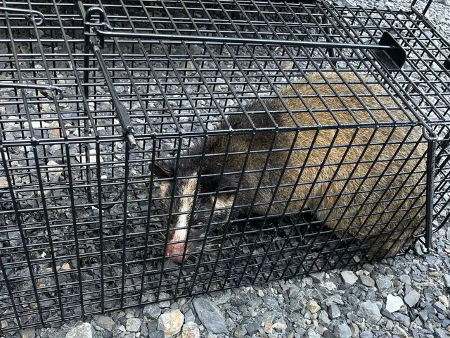 年間500件以上！アライグマ、イタチなどに困ったらまずはご相談ください！サービスの画像