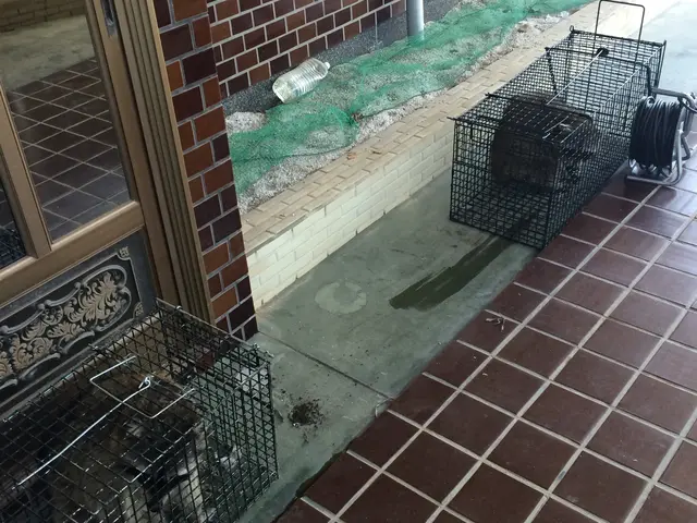 年間500件以上！アライグマ、イタチなどに困ったらまずはご相談ください！サービスの画像