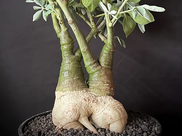 高級観葉植物のプロがワンランク上の植え替えを行います。サービスの画像