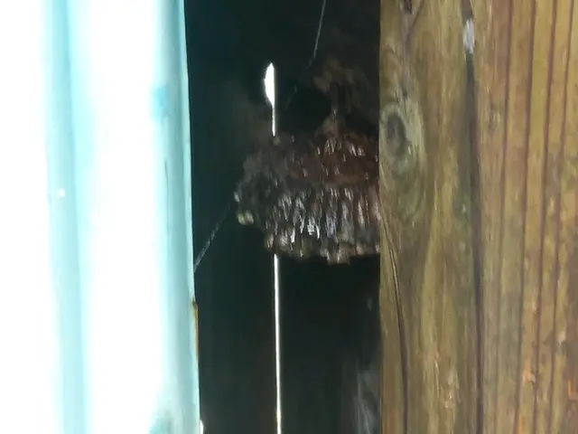 蜂の巣退治サービスの画像