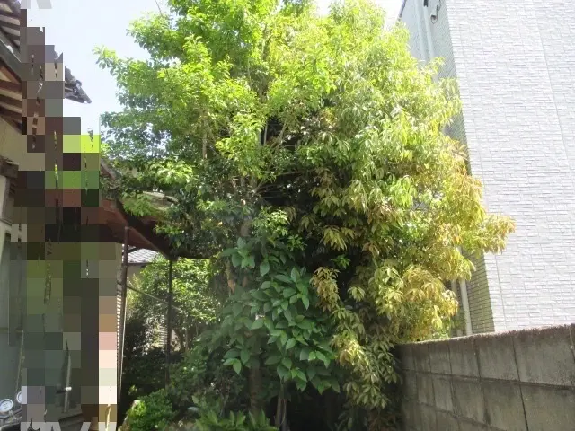 大手仕込みの技術と丁寧な対応致します！荒れたお庭もお任せください！サービスの画像