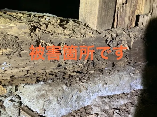 [最短翌日対応]　シロアリ防除施工士による施工◎5年間保証！年1アフター点検サービスの画像