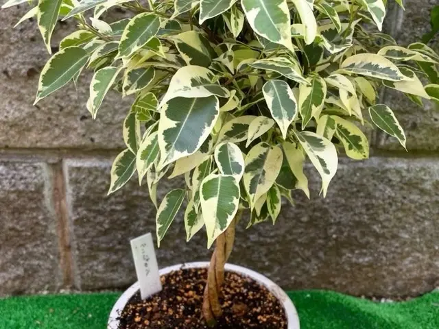 鉢の植え替え、寄せ植え、多肉植物等サービスの画像