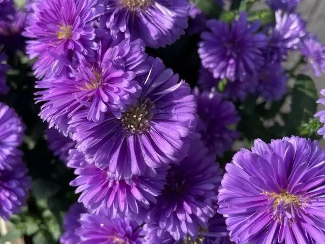 鉢の植え替え、寄せ植え、多肉植物等サービスの画像