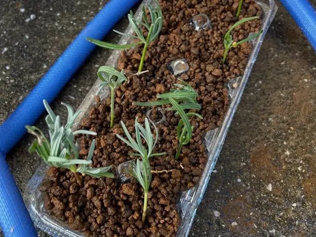 鉢の植え替え、寄せ植え、多肉植物等サービスの画像