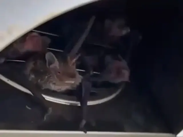 【コウモリ駆除の匠】駆除後も安心のサポートあり◎職人がお伺いします。サービスの画像