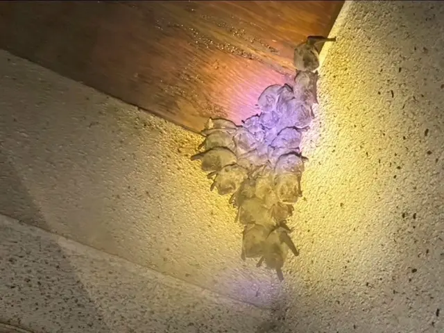 【コウモリ駆除の匠】駆除後も安心のサポートあり◎職人がお伺いします。サービスの画像