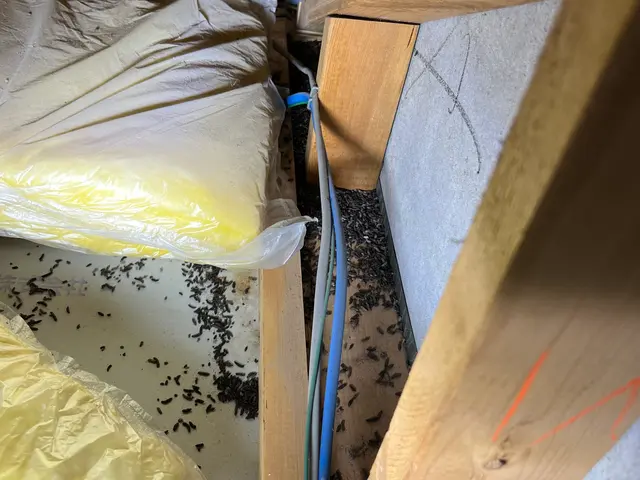 狩猟免許、防除作業監督者の有資格者の駆除専門家が対応します。ノミダニ対策も完備サービスの画像