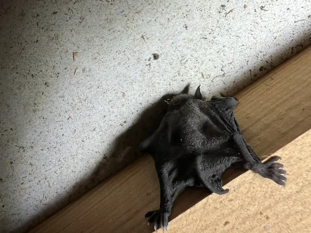 狩猟免許、防除作業監督者の有資格者の駆除専門家が対応します。ノミダニ対策も完備サービスの画像