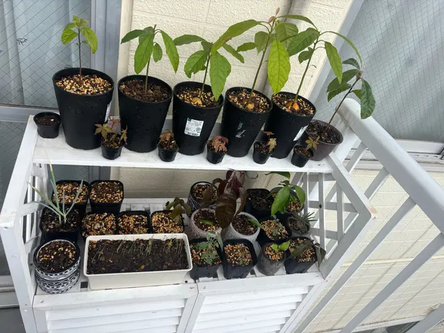 鉢の植え替え2鉢から承ります。複数割あります！サービスの画像