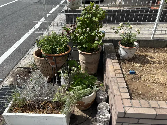 複数割あります！植物に合った植え替えをします♪  その後の相談もずーっと無料！サービスの画像