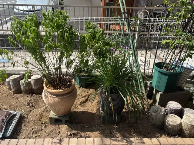 複数割あります！植物に合った植え替えをします♪  その後の相談もずーっと無料！サービスの画像