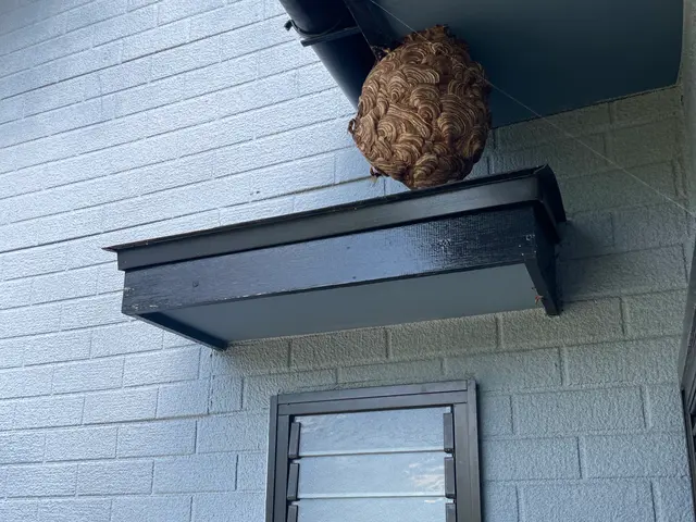 ハチの駆除はお任せ！クレカ、PayPay可　　　☆忌避剤の無料散布☆即日対応サービスの画像