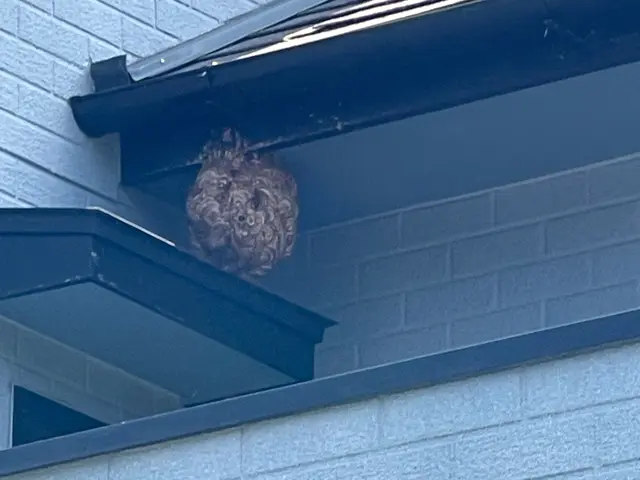 ハチの駆除はお任せ！クレカ、PayPay可　　　☆忌避剤の無料散布☆即日対応サービスの画像