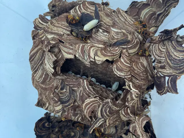 ハチの駆除はお任せ！クレカ、PayPay可　　　☆忌避剤の無料散布☆即日対応サービスの画像