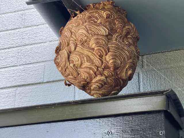 ハチの駆除はお任せ！クレカ、PayPay可　　　☆忌避剤の無料散布☆即日対応サービスの画像