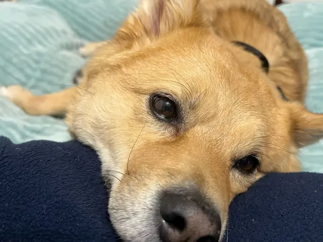 【世田谷】元動物病院勤務 営業時間外も長期間も対応可能です 他地域にも伺いますサービスの画像