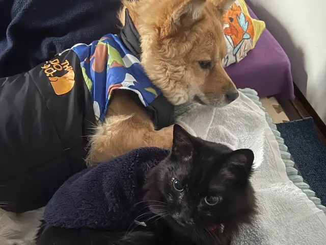 【世田谷】元動物病院勤務 営業時間外も長期間も対応可能です 他地域にも伺いますサービスの画像