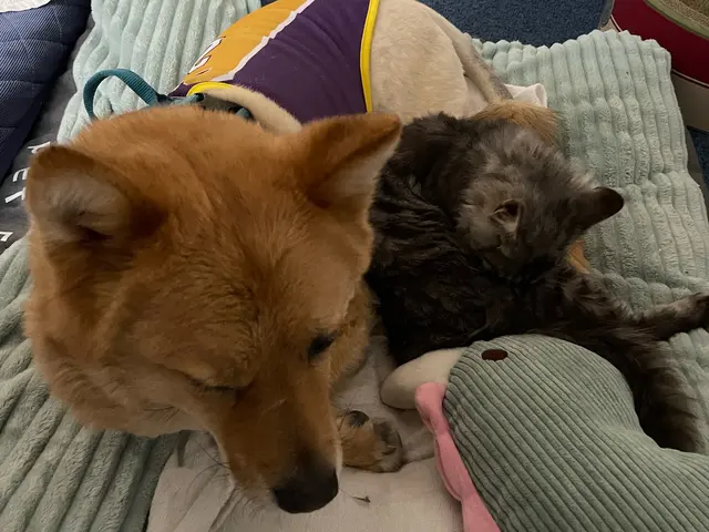 【世田谷】元動物病院勤務 営業時間外も長期間も対応可能です 他地域にも伺いますサービスの画像