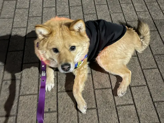 【世田谷】元動物病院勤務 営業時間外も長期間も対応可能です 他地域にも伺いますサービスの画像