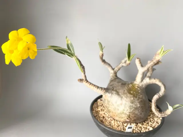 業界歴10年！清潔で虫が出にくい無菌の自社培養土で観葉植物を訪問植え替え！サービスの画像