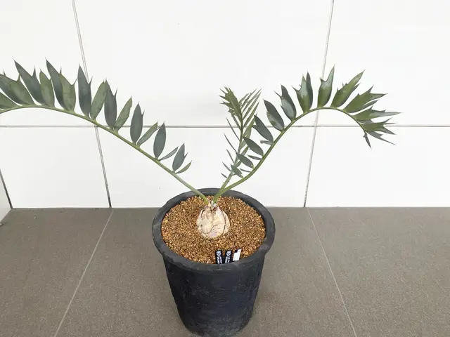 業界歴10年！清潔で虫が出にくい無菌の自社培養土で観葉植物を訪問植え替え！サービスの画像