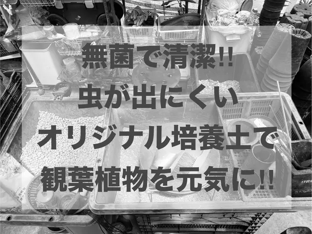 業界歴10年！清潔で虫が出にくい無菌の自社培養土で観葉植物を訪問植え替え！サービスの画像