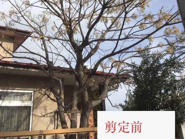 夏【手に負えない×困った樹木×スッキリ解決☆】庭木伐採は任せて相談☆☆☆3星サービスの画像