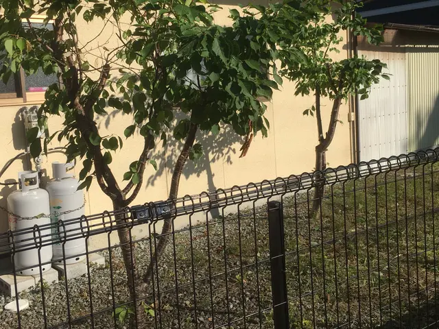 夏【手に負えない×困った樹木×スッキリ解決☆】庭木伐採は任せて相談☆☆☆3星サービスの画像