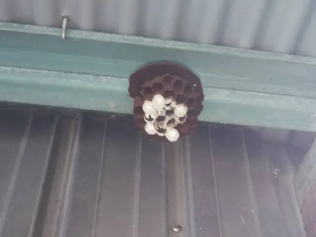 蜂の巣駆除　実績多数サービスの画像