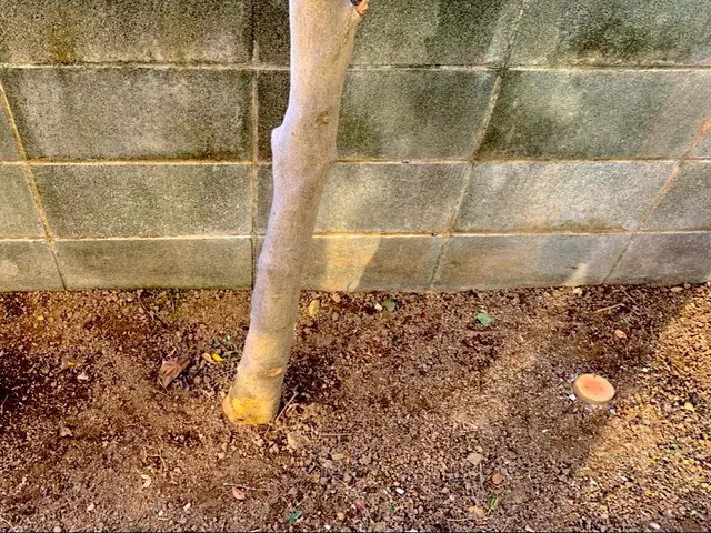 【冬季の伐採・抜根】荒れたお庭もスッキリ◎涼の空間と木のぬくもりを◎サービスの画像