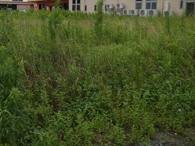 刈った草は回収不可です。太陽光施設などの300坪以上も対応！アパート管理地 などサービスの画像