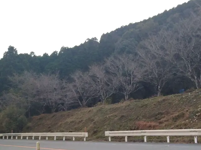 刈った草は回収不可です。太陽光施設などの300坪以上も対応！アパート管理地 などサービスの画像