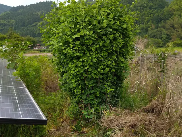 刈った草は回収不可です。太陽光施設などの300坪以上も対応！アパート管理地 などサービスの画像