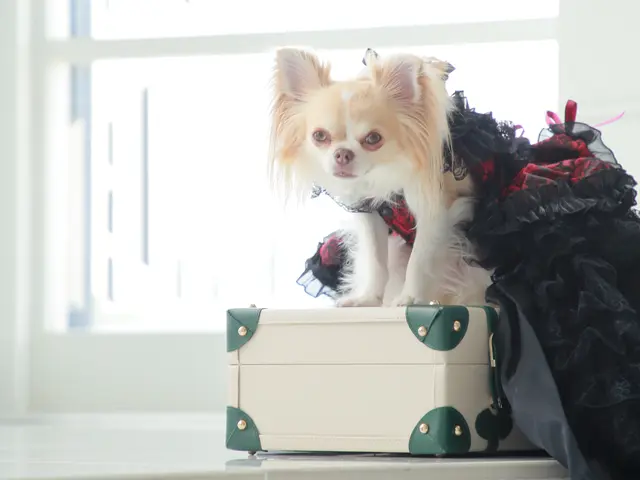 わんちゃんはかけがえのない家族の一員！　何気ない日常もお写真に残しませんか？サービスの画像