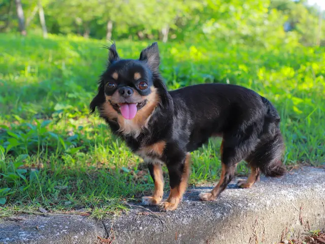 わんちゃんはかけがえのない家族の一員！　何気ない日常もお写真に残しませんか？サービスの画像