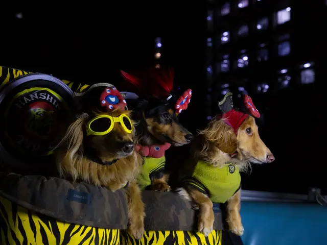 わんちゃんはかけがえのない家族の一員！　何気ない日常もお写真に残しませんか？