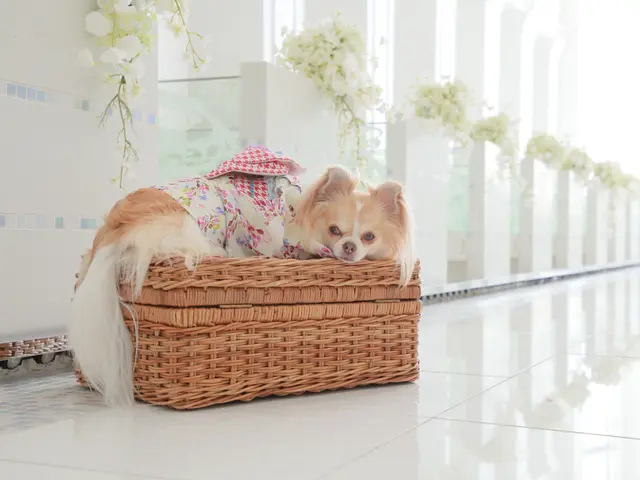 わんちゃんはかけがえのない家族の一員！　何気ない日常もお写真に残しませんか？サービスの画像