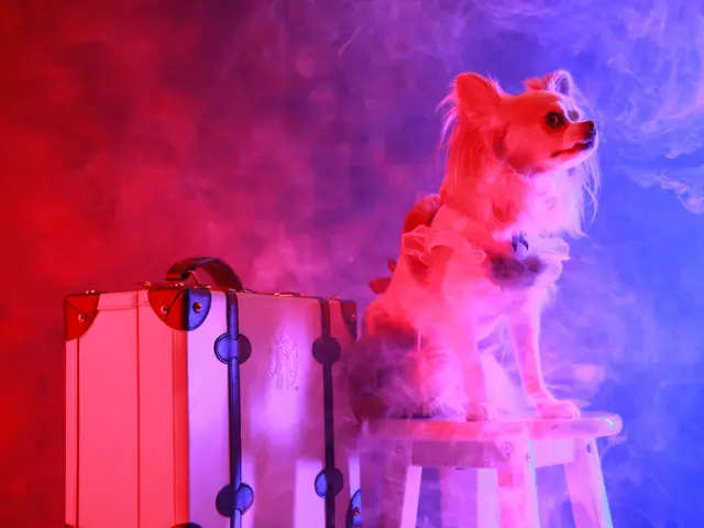 わんちゃんはかけがえのない家族の一員！　何気ない日常もお写真に残しませんか？サービスの画像