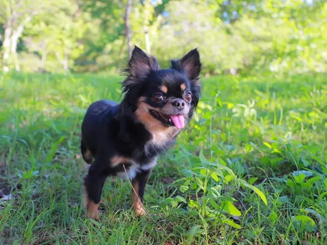 わんちゃんはかけがえのない家族の一員！　何気ない日常もお写真に残しませんか？サービスの画像