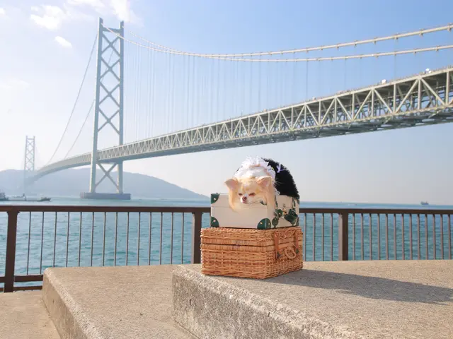 わんちゃんはかけがえのない家族の一員！　何気ない日常もお写真に残しませんか？サービスの画像