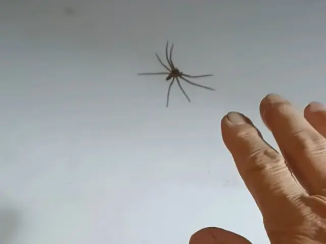 大きいクモの駆除します！夜中でもお伺い！サービスの画像