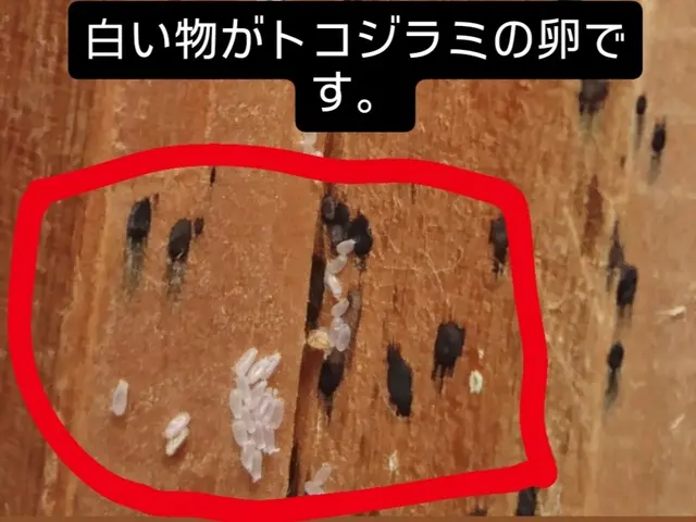 赤ちゃんやペットにも安心な薬剤使用！プロの技術でトコジラミを完全駆除！サービスの画像