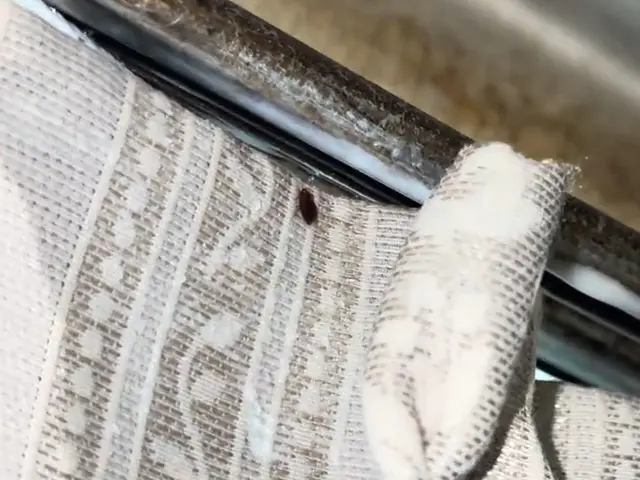 赤ちゃんやペットにも安心な薬剤使用！プロの技術でトコジラミを完全駆除！サービスの画像