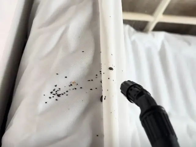 赤ちゃんやペットにも安心な薬剤使用！プロの技術でトコジラミを完全駆除！サービスの画像